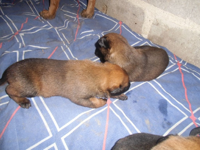 CHIOTS 16 JOURS ( FEBE ET GURT)