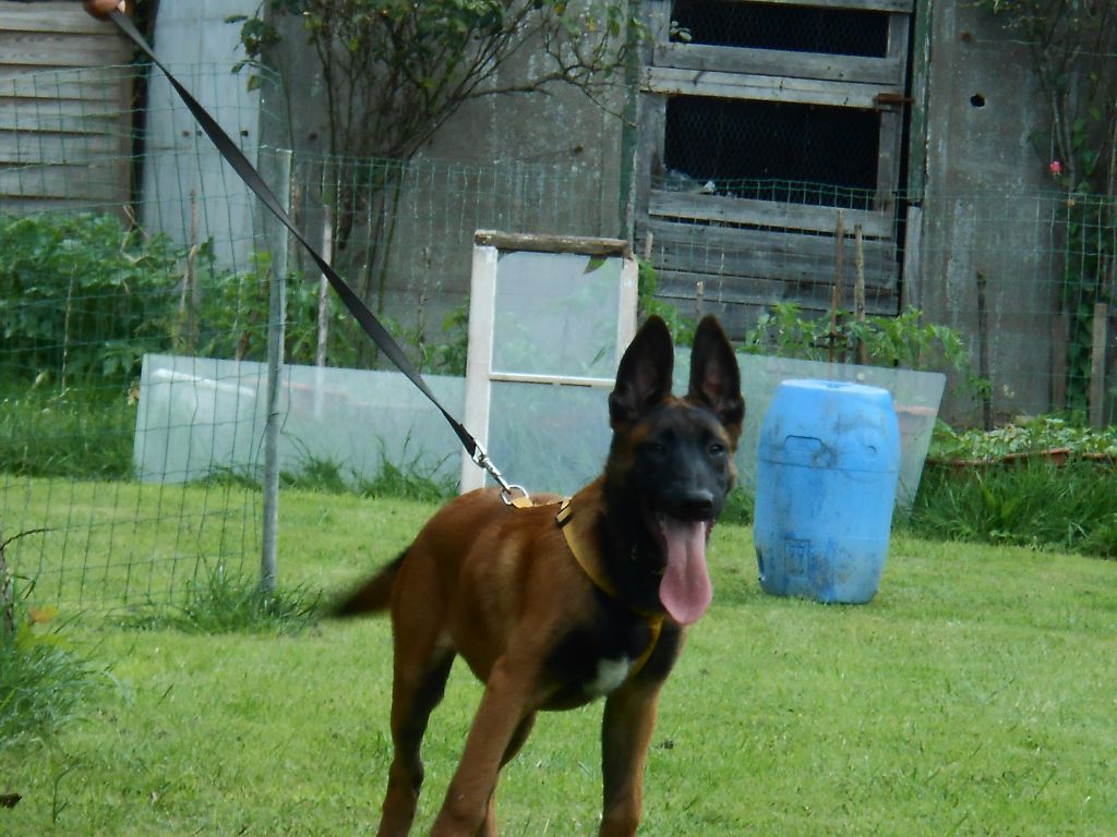 CHIOTS TROIS MOIS ET DEMI