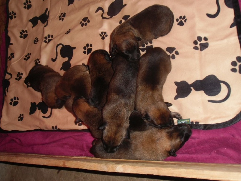 CHIOTS 8 JOURS (FEBE ET GURT )