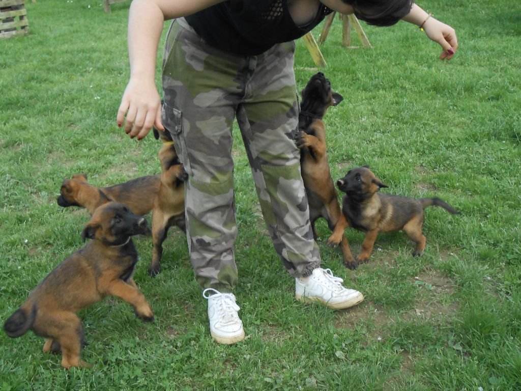 PHOTOS CHIOTS 26 04 2018