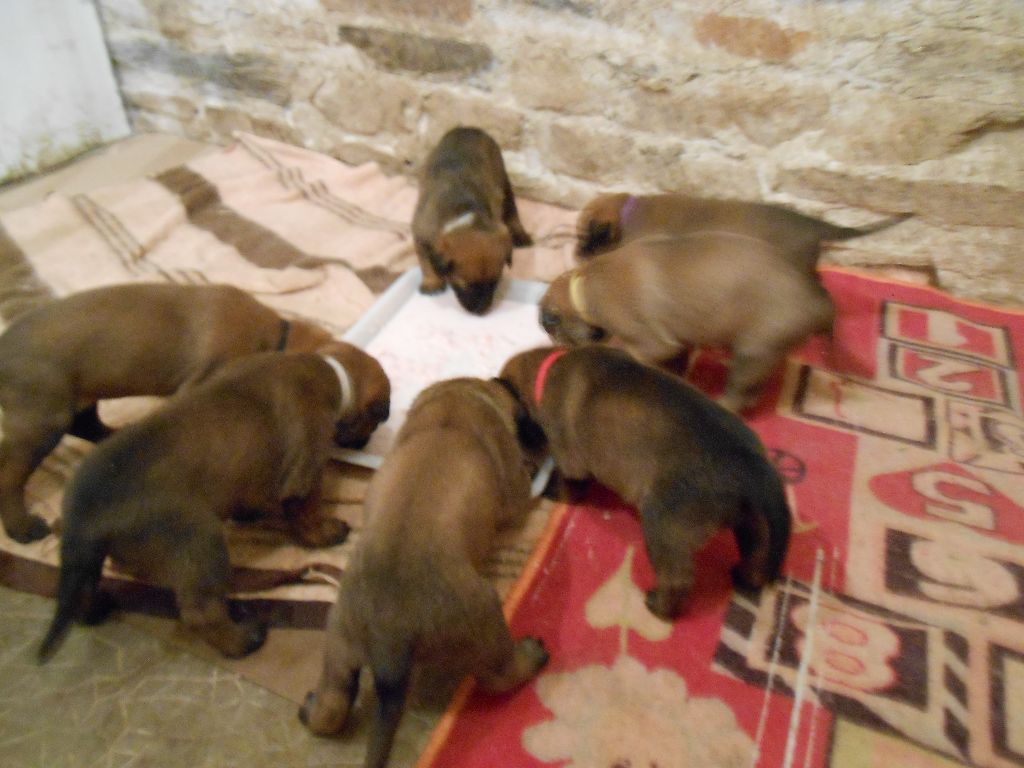 PHOTOS CHIOTS 25 03 2018