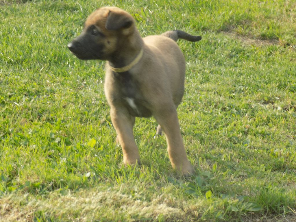LES CHIOTS