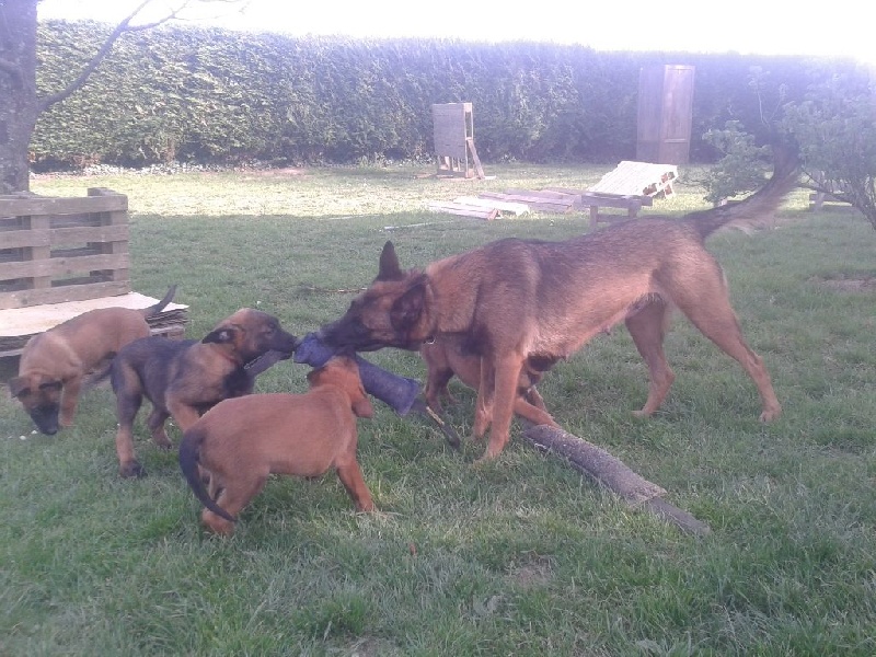 CHIOTS (FEBE ET GURT)