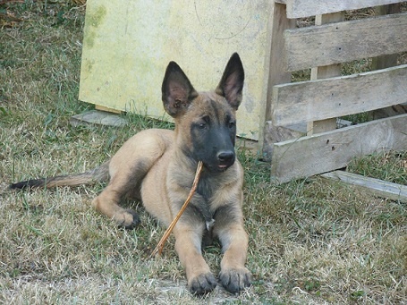 chiots à 2 mois et 2 semaines