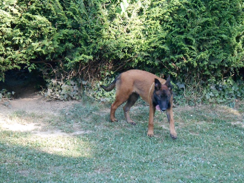 3 MALES DE 4 MOIS DISPONIBLES A LA VENTE