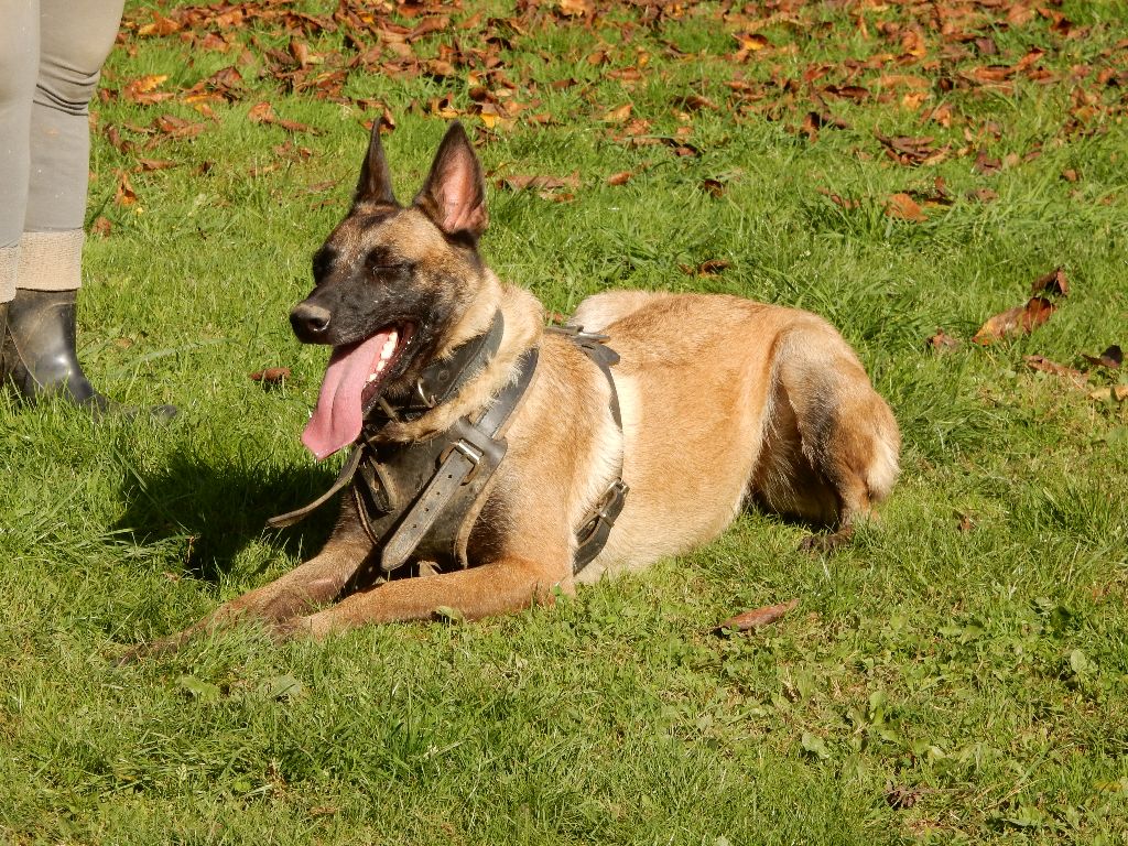 QUELQUES PHOTOS DES CHIENS