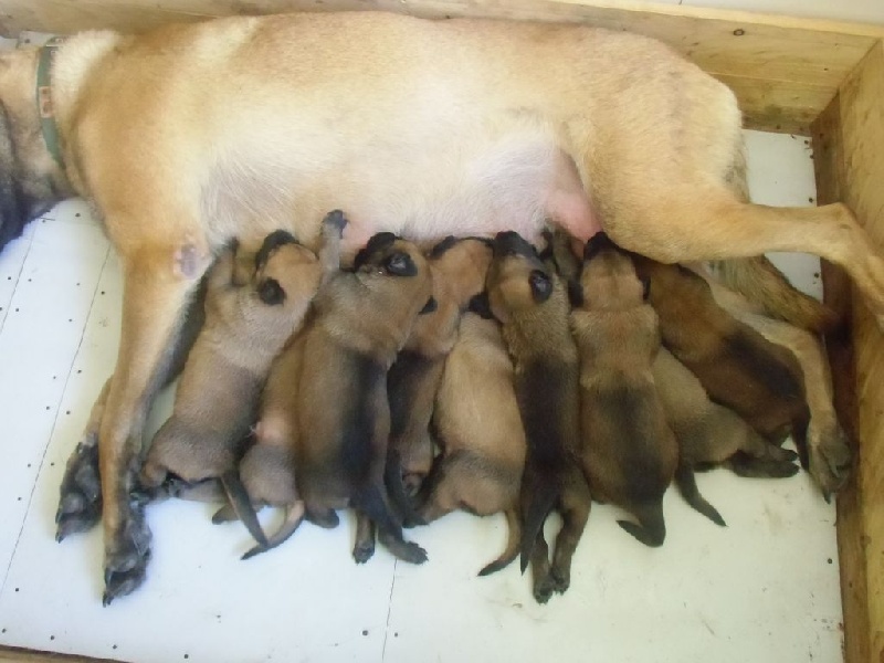 LES CHIOTS A 2 SEMAINES 2014