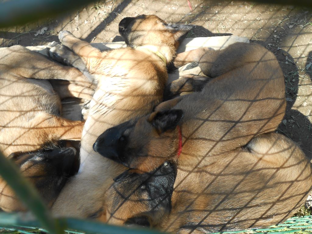 PHOTOS CHIOTS 21 04 2018