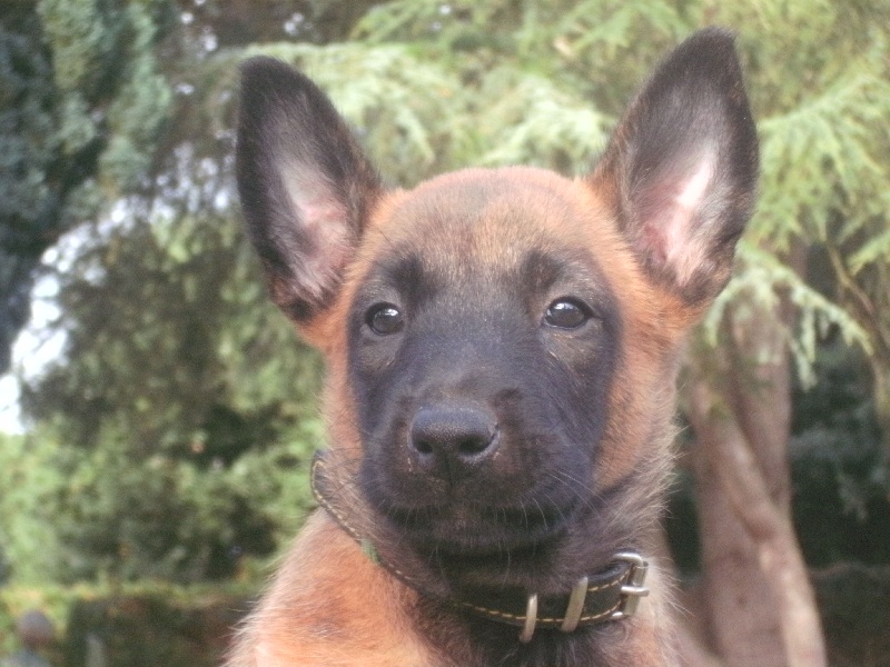 portraits de nos chiots à 7 semaines