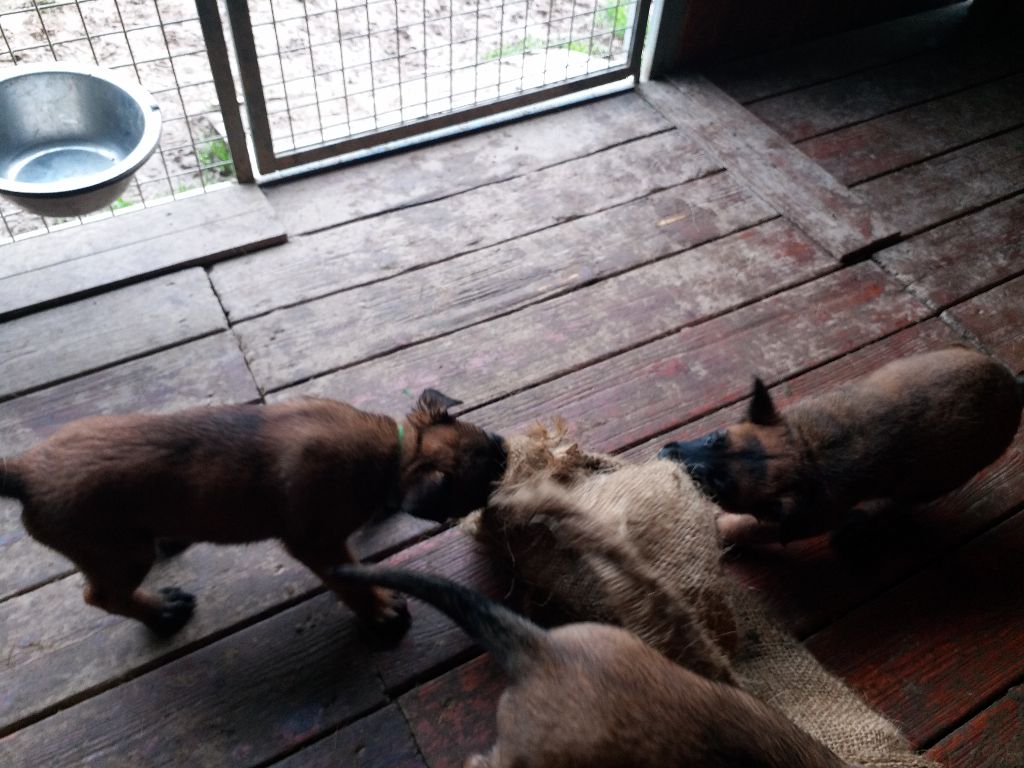 PHOTOS CHIOTS 15 04 2018