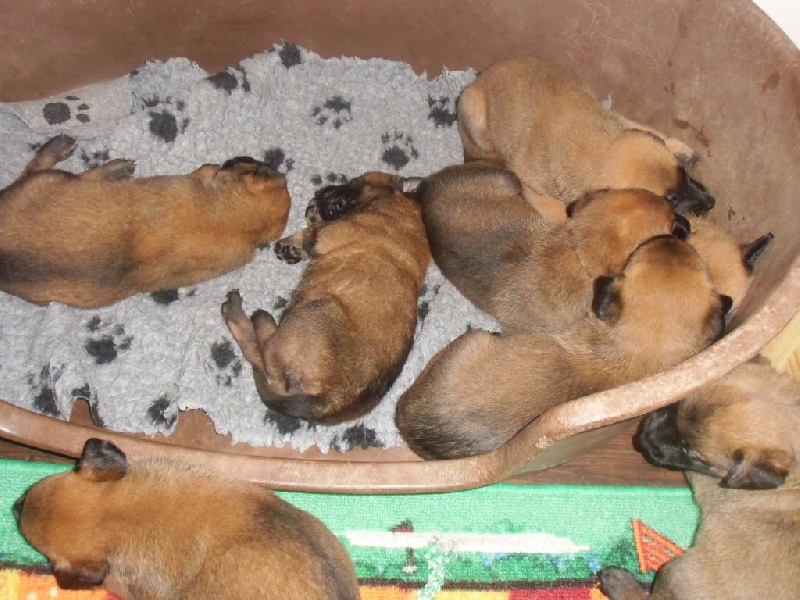 CHIOTS A 1 MOIS 2014