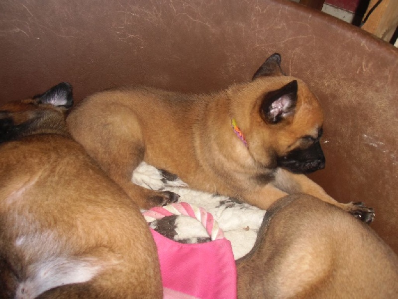 CHIOTS A 1 MOIS ET 1 SEMAINE 2014