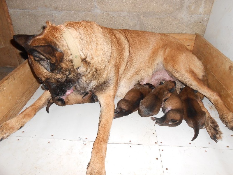 FIDJI ET SES PETITS