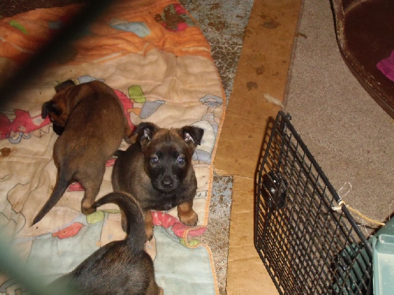 CHIOTS (FEBE ET GURT)