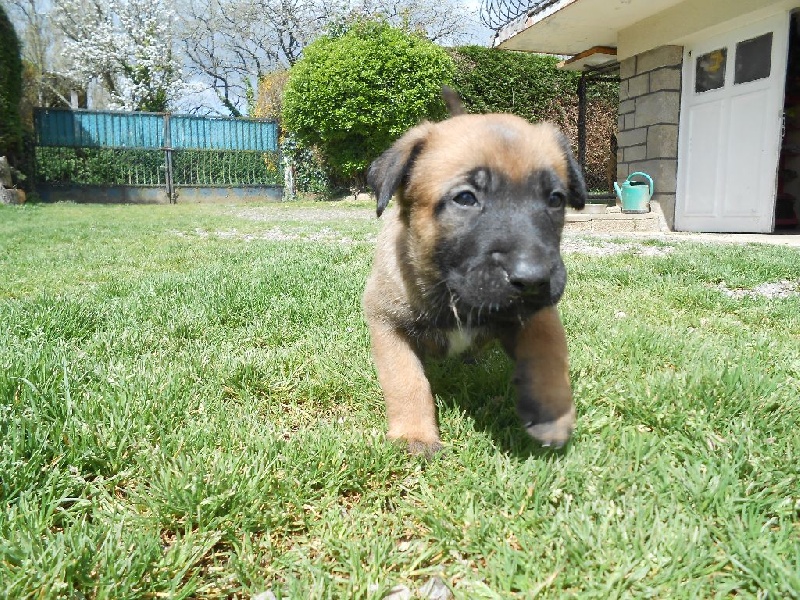 LES CHIOTS A 4 SEMAINES
