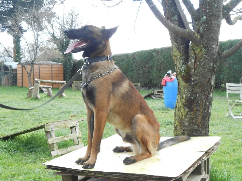 LE DRESSAGE