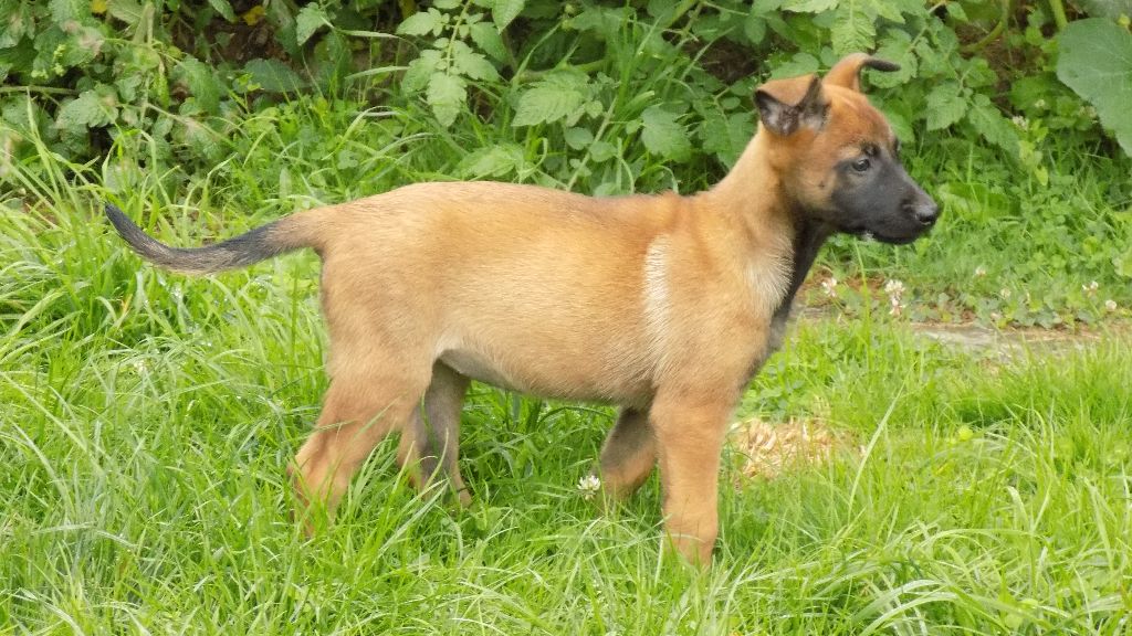 DERNIERES PHOTOS DES CHIOTS