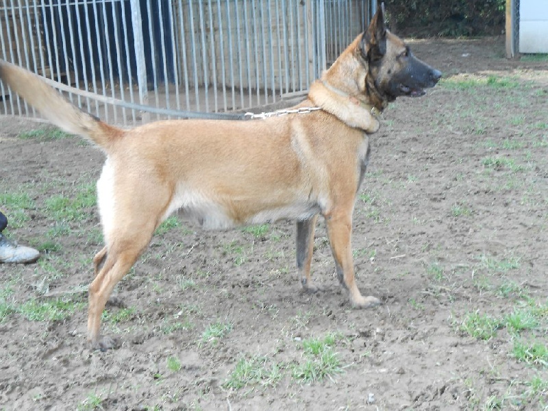 LES CHIENS DE L'ELEVAGE