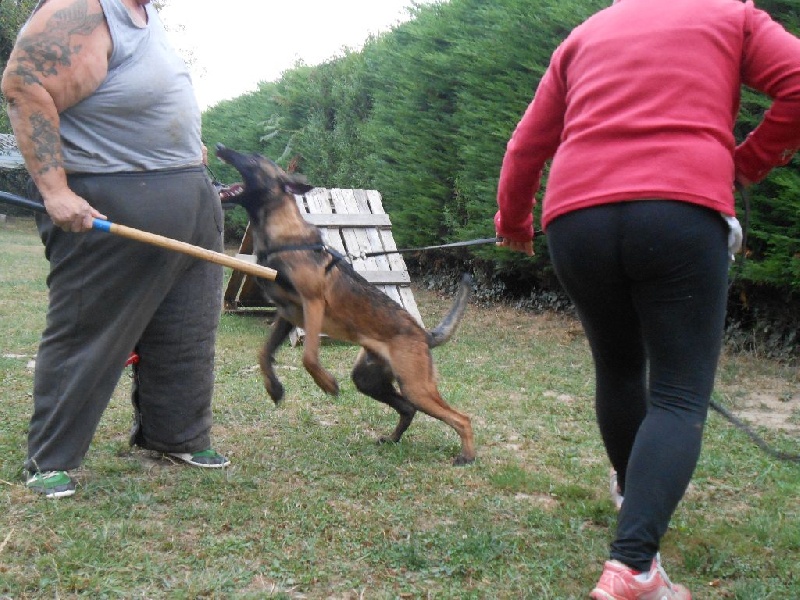 LES CHIOTS AVANCENT DANS LE TRAVAIL