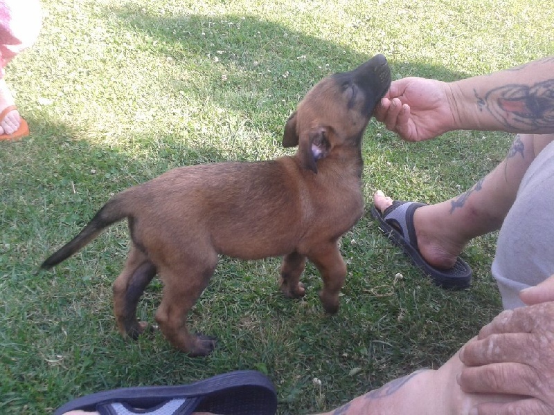 CHIOTS A 7 SEMAINES 2014