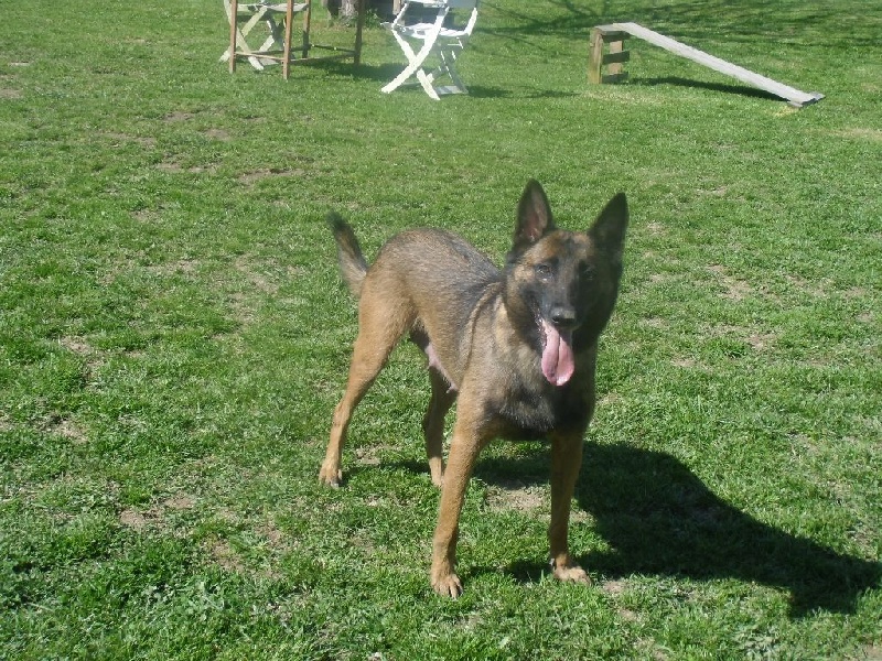 CHIOTS (FEBE ET GURT)