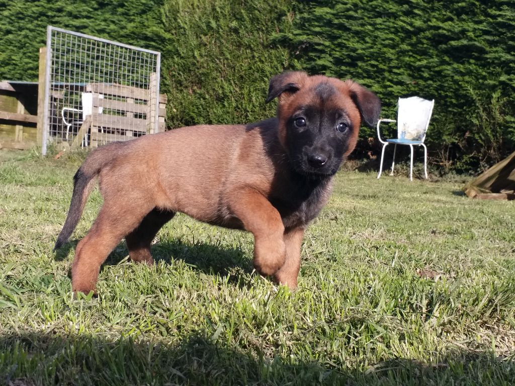 PHOTOS CHIOTS 07 04 2018