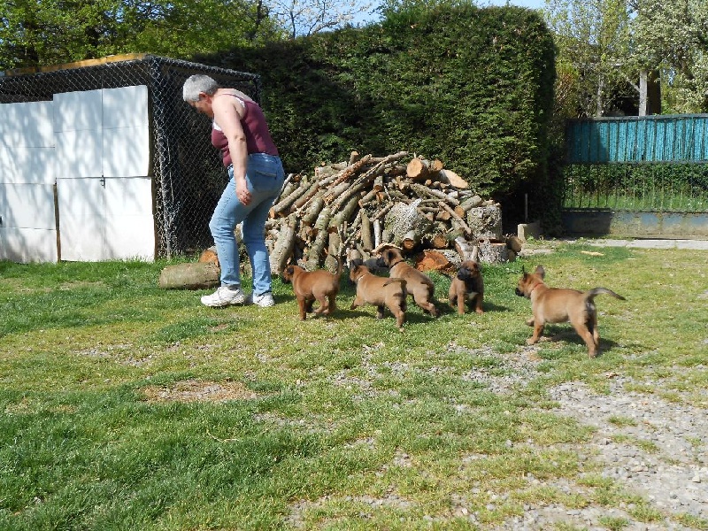 LES CHIOTS A 6 SEMAINES