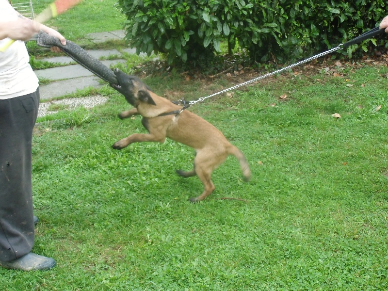 chiots à vendre