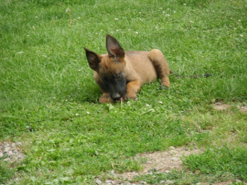 CHIOTS A VENDRE 2 MALES ET 2 FEMELLES 2014