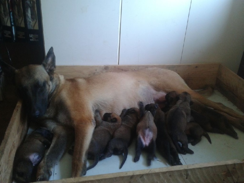 LES CHIOTS CETTE SEMAINE 2014