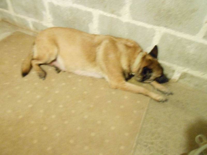 LES CHIOTS A 2 SEMAINES