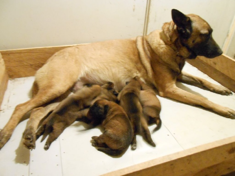 LES CHIOTS A 1 SEMAINE