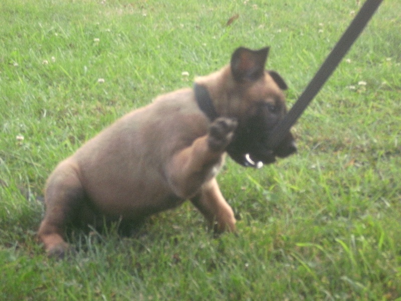 nos chiots à 7 semaines