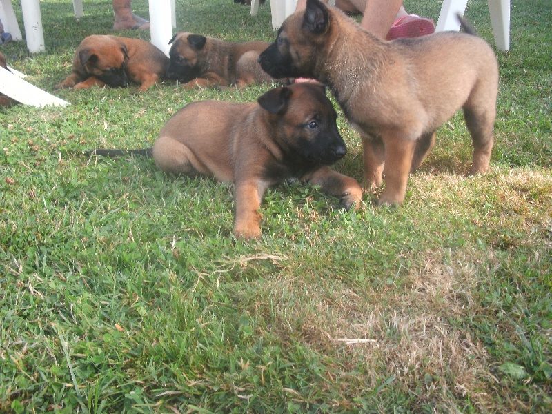 nos chiots à 5 semaines