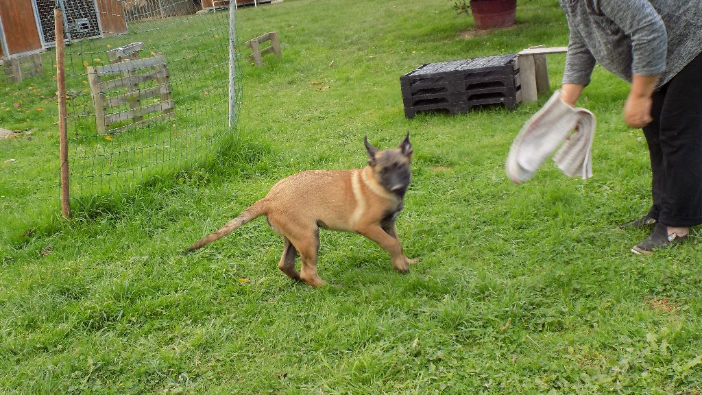 LES CHIOTS