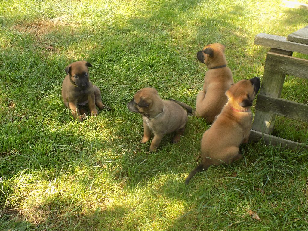 LES CHIOTS 1 MOIS