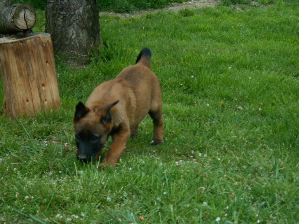 PHOTOS CHIOTS 02 05 2018
