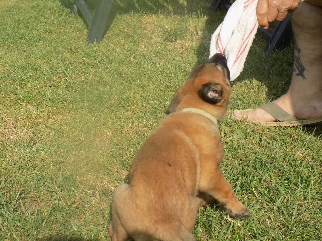 LES CHIOTS AU MORDANT