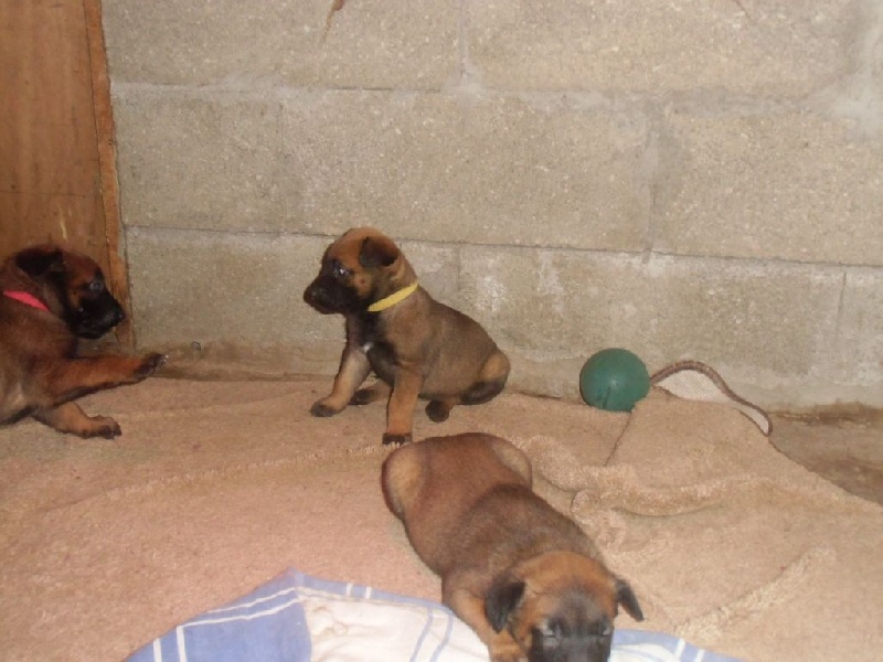 CHIOTS (FEBE ET GURT)