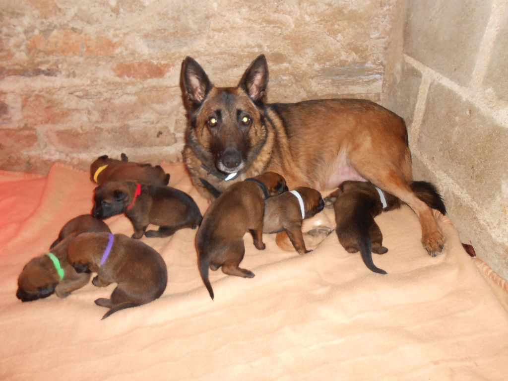 LES CHIOTS