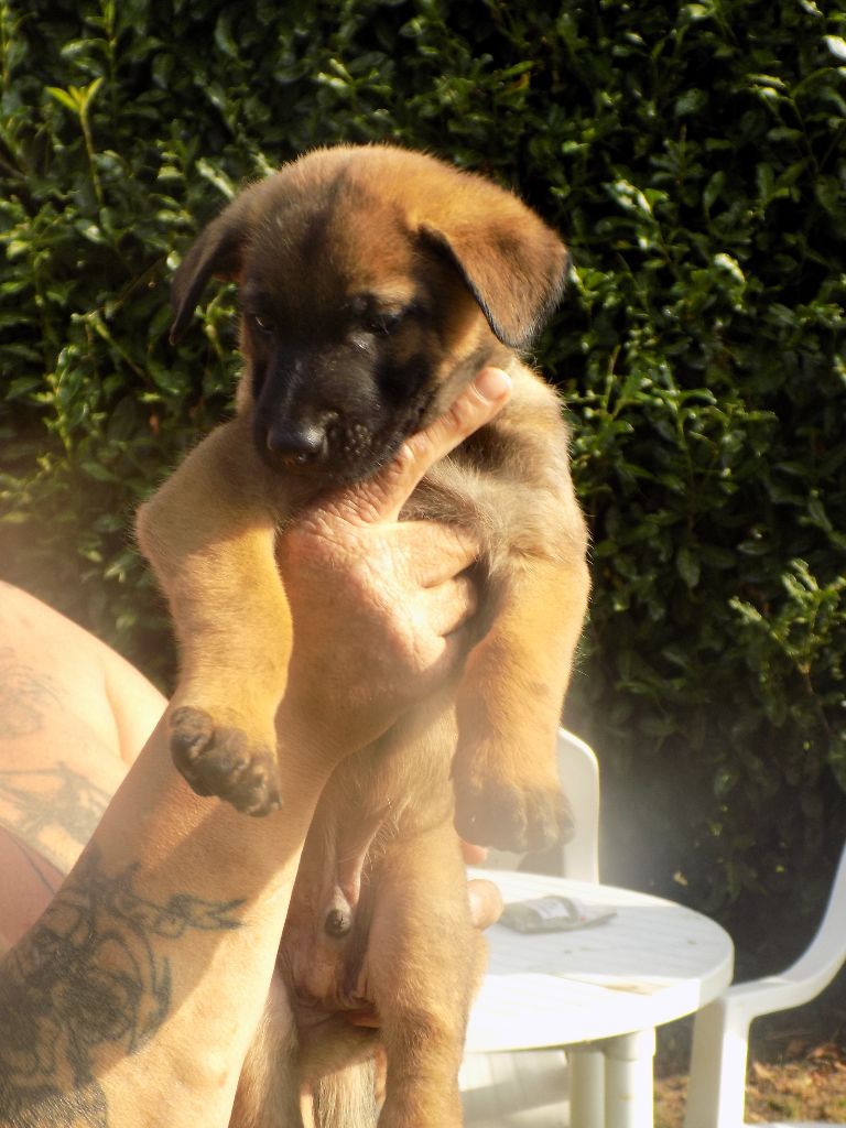 LES CHIOTS CETTE SEMAINE