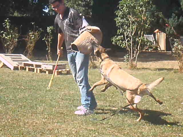 mes chiens à la jambière ou à la fabro