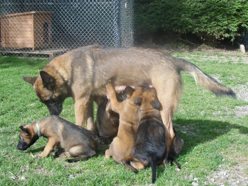 CHIOTS (FEBE ET GURT)