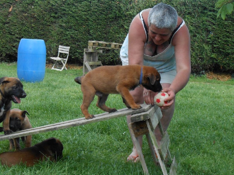 LES CHIOTS A 7 SEMAINES RESTE 2 MALES