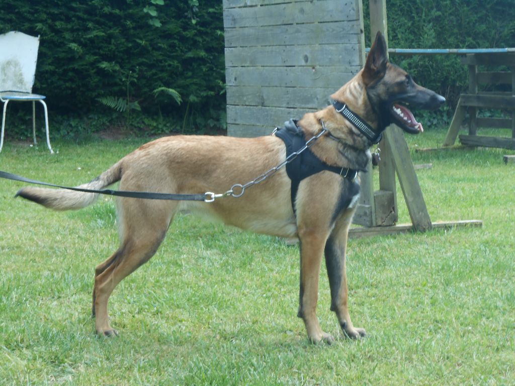 VISITE D'UN DE NOS CHIOTS " NELL 10 MOIS