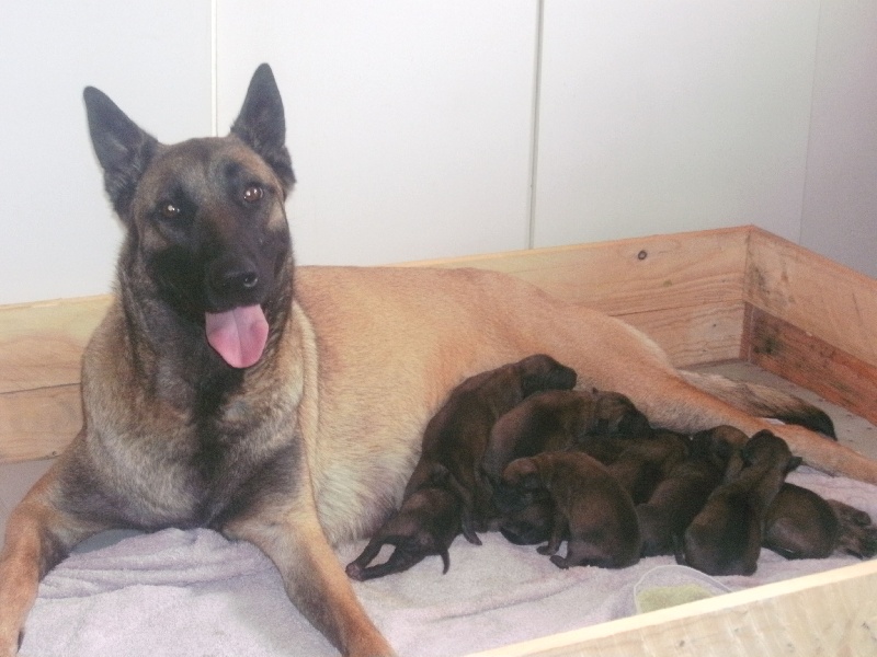 nos chiots