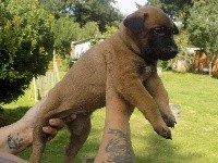CHIOT