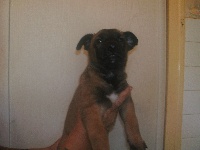 CHIOT