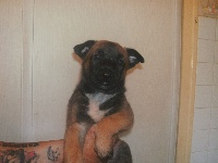 CHIOT