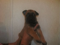 CHIOT
